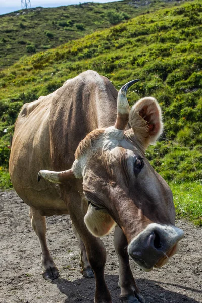 Krowa Rogami Robiąca Śmieszną Minę Alpach Szwajcarskich — Zdjęcie stockowe