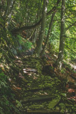 İsviçre kantonu Appenzell 'deki dağlarda yürüyüş yaparken temel merdiven.