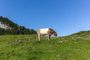 İsviçre 'deki Appenzell kantonunun dik tepelerinde boynuzlu bir inek otluyor.