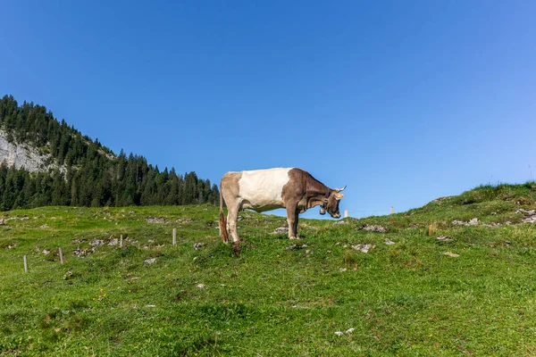 Krowa Rogami Wypasanymi Łące Stromych Wzgórzach Kantonu Appenzell Szwajcarii — Zdjęcie stockowe