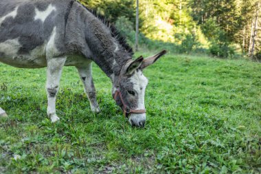 İsviçre 'deki İsviçre Alplerinde eşeğin tatlı görünüşü
