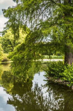 Yaz boyunca Londra 'da bir parkta su yüzeyine yansıyan ağaçlar