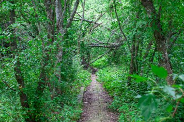Orman yolu vahşi doğa çimleri