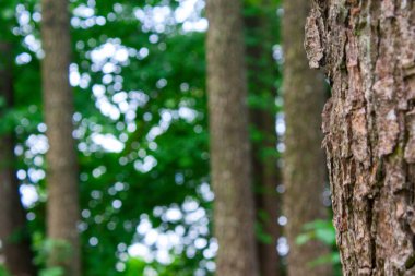 Ağaç kabuğu ormanı yeşil ağaç gövdesi ormanı