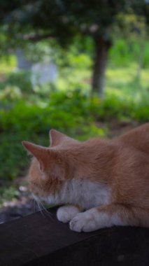 Kedi Tahta Yüzeyde Rahatlıyor