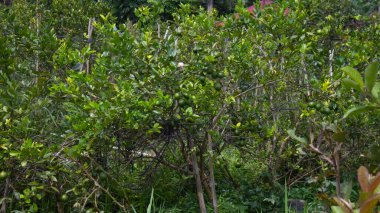 Taze yeşil meyveli kireç ağacı