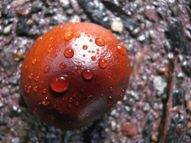 Yerdeki kestane, yağmur damlalarıyla kaplı.