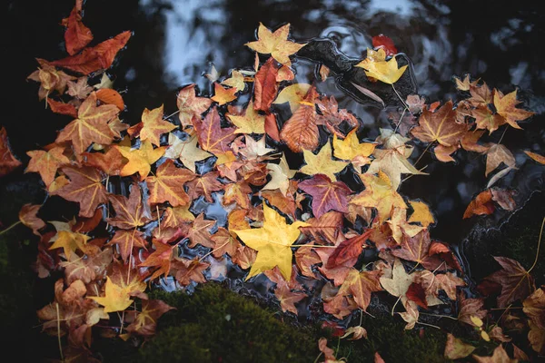 Colorful autumn leaves lie on the surface of the water. — Stock Photo, Image