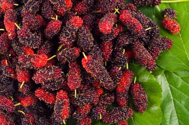 olgun dut meyvesi ve yeşil dut yaprağı beyaz arka planda sağlıklı dut meyvesi