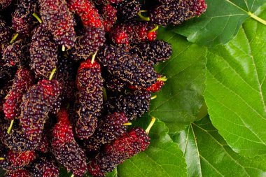 beyaz arka planda dut meyvesi ve dut yaprağı sağlıklı dut meyvesi izole edilmiş