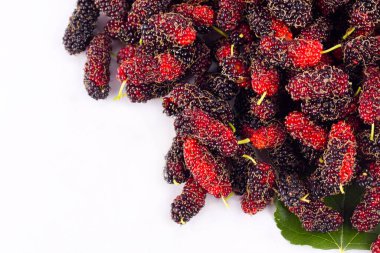 Olgun dut (Morus) beyaz zemin üzerinde siyah ve kırmızıdır. Sağlıklı dut meyveleri izole edilmiştir.