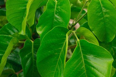 Santol 'un yeşil yapraklı dalıyla sental ağaç bitkisi Sandoricum koetjape