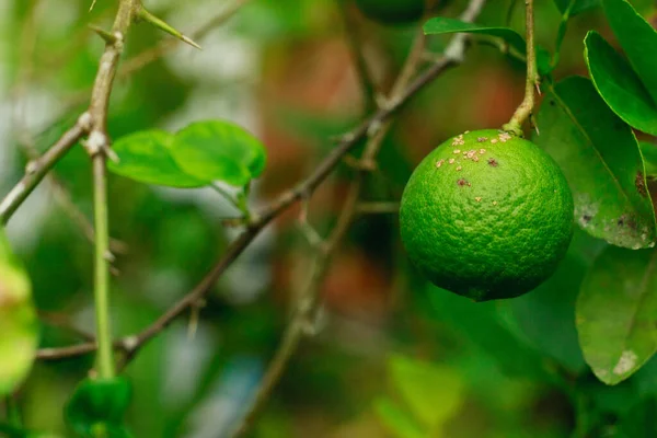 Bakterilerin yol açtığı turunçgil ağzı hastalığı. Limonlu limon bitkisinin en büyük hastalığı.