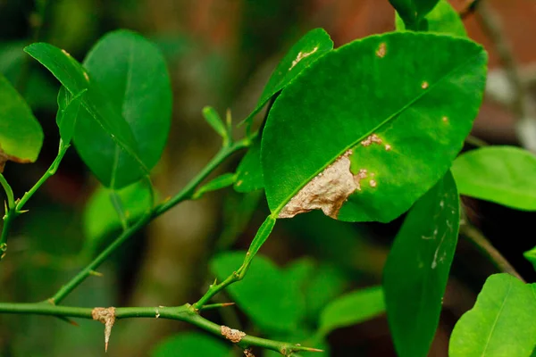 Lemon Citrus Canker Disease Causes Xanthomonas Axonopodis Bacteria Fruit Lime — Stock Photo, Image