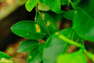 Turunçgil hastalığı, limonlardaki kahverengi noktalardır.