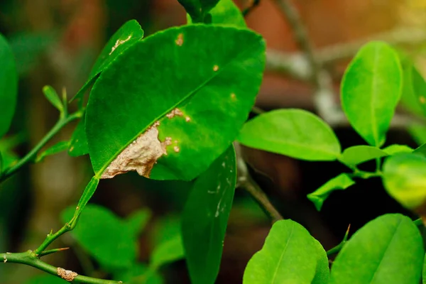 Daño Marcado Plaga Insectos Cancro Cítricos Rama Pulga Lima — Foto de Stock