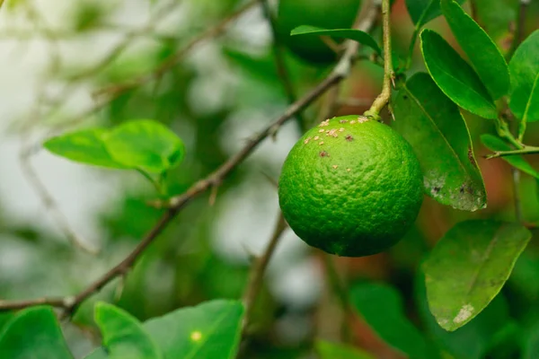 Bakterilerin yol açtığı turunçgil ağzı hastalığı. Limonlu limon bitkisinin en büyük hastalığı.