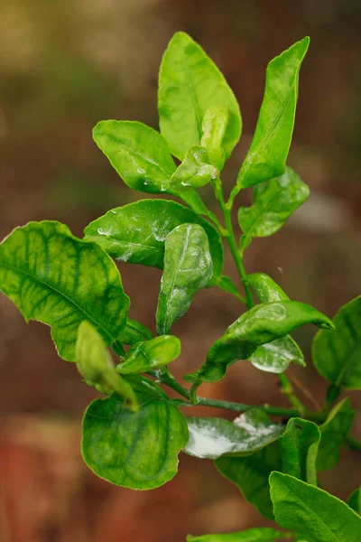 Kireç yaprağında Citrus Mealybug böcek hasarı