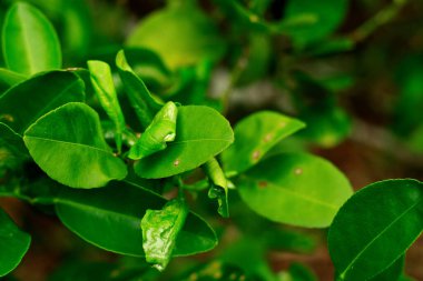 Turunçgil yaprağı madencisi hasarı ve kireç yapraklı kenevir ezmesi veya limon yaprağı
