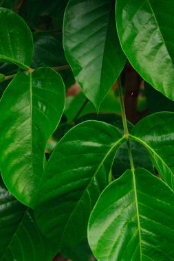 Santol 'un yeşil yaprakları, sental ağaçta yetişir. Sandoricum koetjape meyvesi