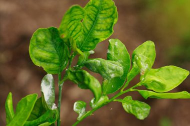 damage marked of Citrus Mealybug insect pest on lime leaf clipart
