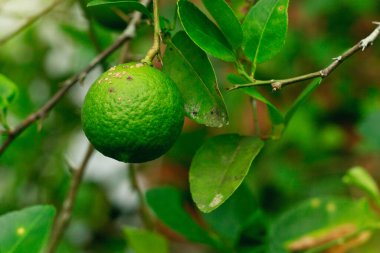 Xanthomonas axonopodis bakteri limonu kaynaklı limon turunçgil hastalığı
