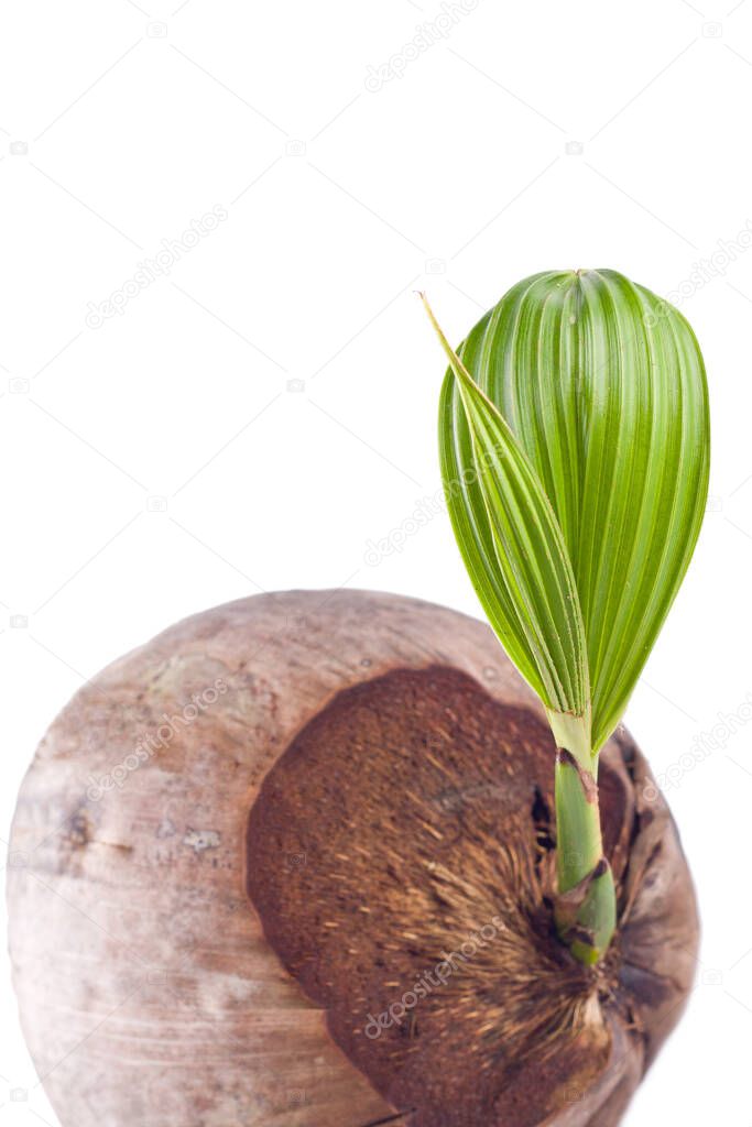 sprout coconut shoot on white background planting agriculture isolated