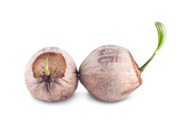 Hindistan cevizi tohumları beyaz arka plana ekilmeye hazır tarım izole edildi.