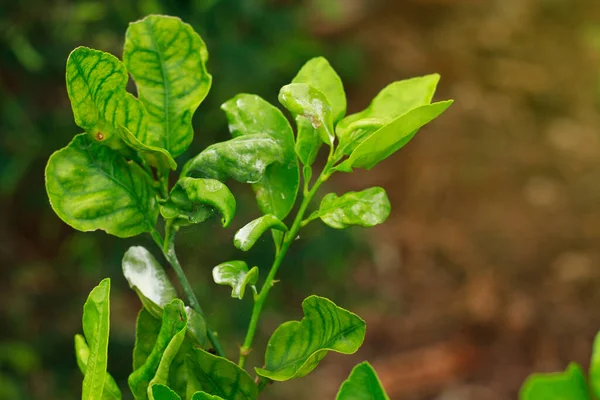Kireç yaprağında Citrus Mealybug böcek hasarı
