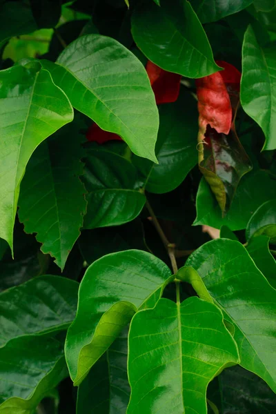Grüne Blätter Von Santol Baumfrüchten Auf Sentalbaumpflanze Sandoricum Koetjape — Stockfoto