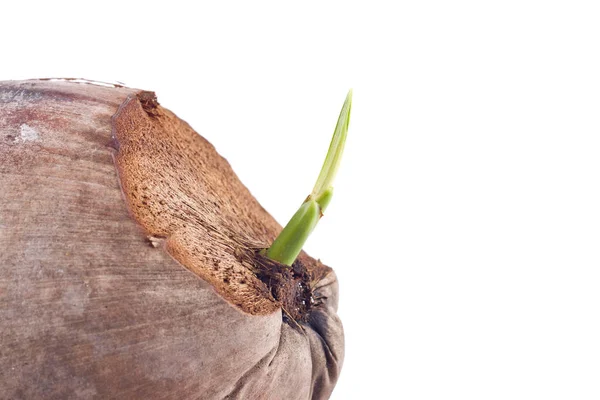 Jong Spruit Van Kokosnoot Fruit Witte Achtergrond Planten Landbouw Geïsoleerd — Stockfoto