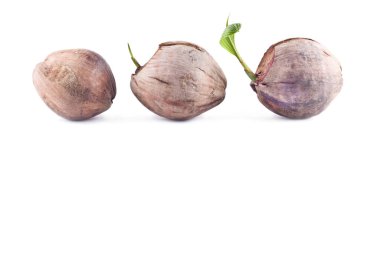 Hindistan cevizi filizleri beyaz arka planda filizleniyor tarımı izole ediyor.