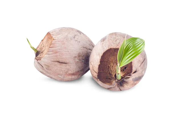 Kokosnuss Sämlinge Bereit Für Die Pflanzung Auf Weißem Hintergrund Bepflanzung — Stockfoto