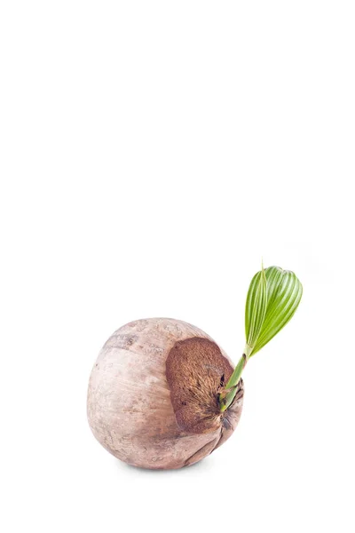 Blatt Junge Pflanze Der Kokospalme Wuchs Auf Weißem Hintergrund Bepflanzung — Stockfoto