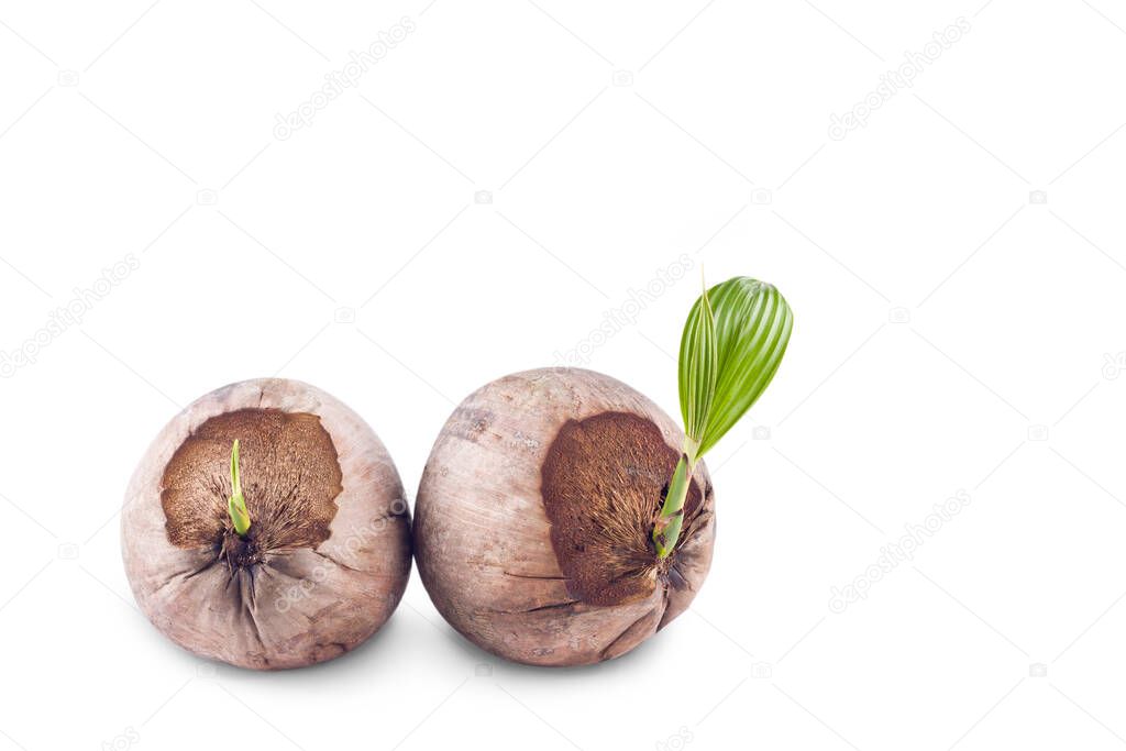 leaf and sprout of the coconut tree on white background planting agriculture isolated