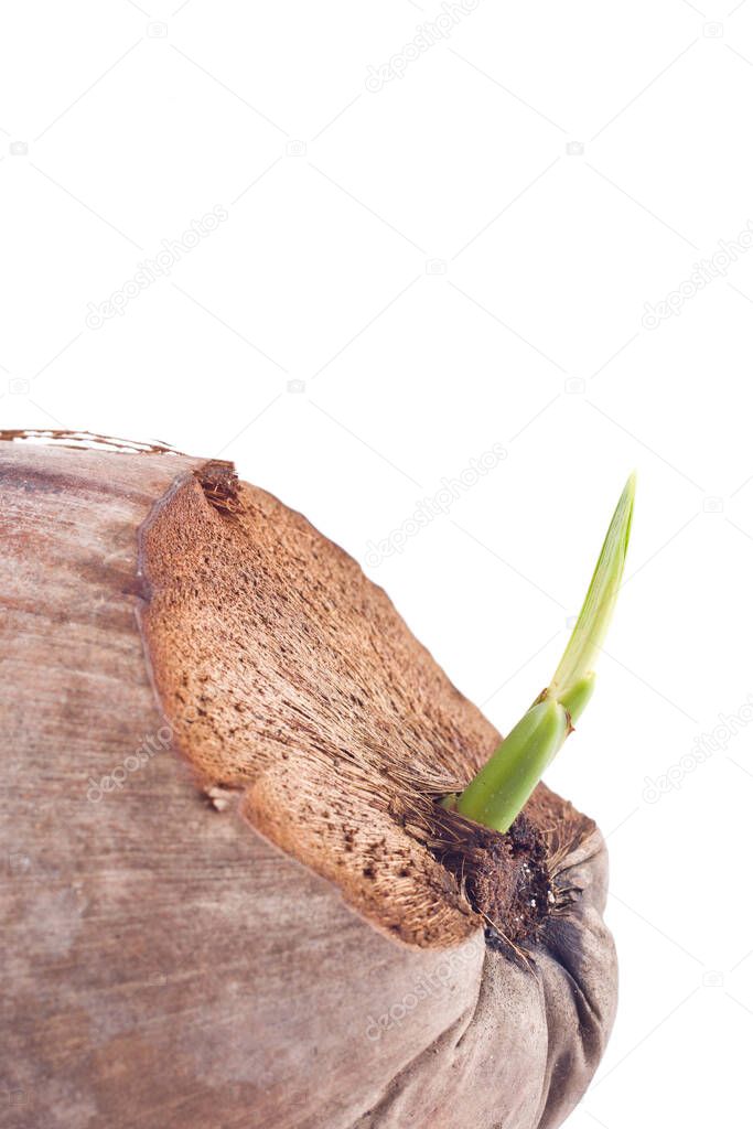 young sprout of coconut fruit on white background planting agriculture isolated