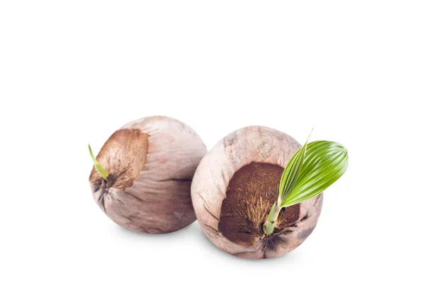 Junge Sprossen Kokosnuss Saat Ist Bereit Für Die Pflanzung Auf — Stockfoto
