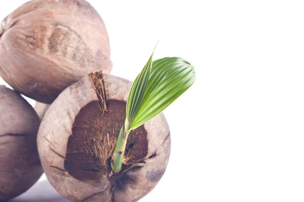Kiemen Kokosnoot Zaailingen Zijn Natuurlijke Groei Witte Achtergrond Planten Landbouw — Stockfoto