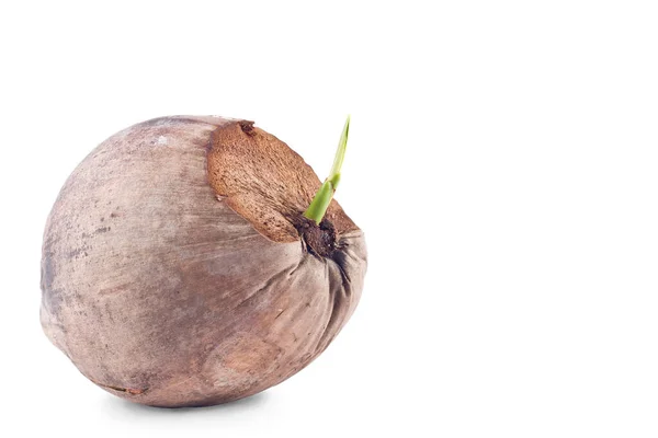 Keimen Sprießen Kokosnuss Saat Auf Weißem Hintergrund Bepflanzung Landwirtschaft Isoliert — Stockfoto