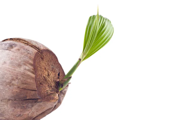 Genç hindistan cevizi tohumu filizlenmesi beyaz arka planda yeşil izin tarımı izole