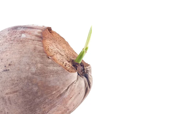 Germinar Siembra Coco Sobre Fondo Blanco Plantación Agricultura Aislada —  Fotos de Stock