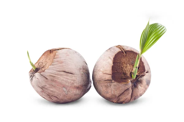 Kokoszaailingen Klaar Voor Opplant Witte Achtergrond Planten Landbouw Geïsoleerd — Stockfoto