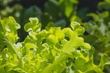 Sebze salatasında yeşil meşe yaprağı.