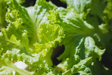 Organik sebzelerde taze yeşil yaprak marulu salata geçmişi