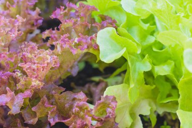 Organik sebzelerde kırmızı mercan marulu ve yeşil meşe marulu salata.