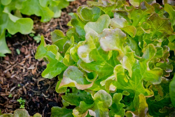 Frischer Bio Roteichensalat Auf Bio Gemüse Salat Lebensmittel Natur Hintergrund — Stockfoto