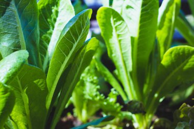 yeşil çünkü marul ya da Cos Romaine Marul sağlıklı sebzeler üzerine salata yemek arka planı