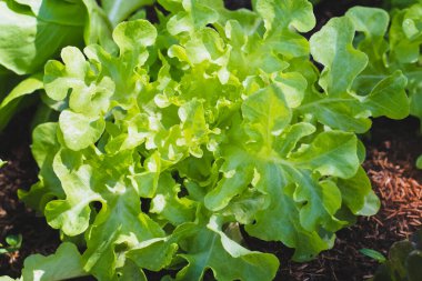 Sebze salatasında yeşil meşe yaprağı.