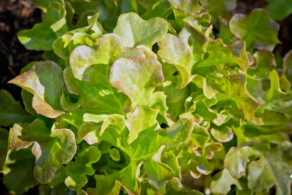 Organiczny Czerwony Dąb Sałata Warzywa Sałatka Jedzenie Natura Tło — Zdjęcie stockowe