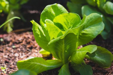 Organik sebzelerin üzerine tereyağlı marul salata.
